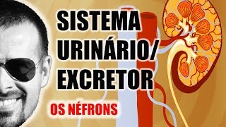 Sistema ExcretorUrinário  Néfron A unidade funcional dos Rins  Anatomia Humana  VideoAula 031 [upl. by Debora]