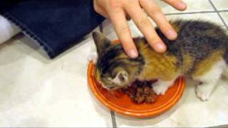 Kitten VERY Protective of her Food [upl. by Jethro]