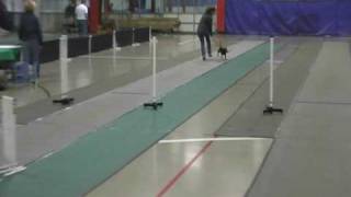 Staffy Bull puppy in Flyball trainingavi [upl. by Eglantine284]