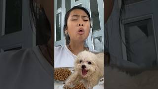 Your pet want to share food too comedy [upl. by Agiaf]