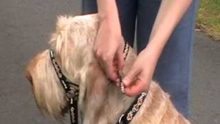 Dogmatic Headcollar  how to fit the Headcollar [upl. by Modnarb]