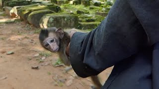 Breaking news Two men have released two new monkeys new abandoned baby are so small [upl. by Aramaj805]