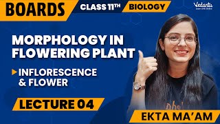 Morphology in Flowering Plants Class 11 L4  Class 11 Biology Chapter 5  CBSE 2024  Ekta Mam [upl. by Cirted]