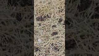 Sowing Grass Seeds Updates Best Grass Seeds grassseed grass nature lawncare shorts [upl. by Benni]