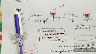 Meristem culture  Procedure  Diagrammatic representation  Applications  Bio science [upl. by Aubine]