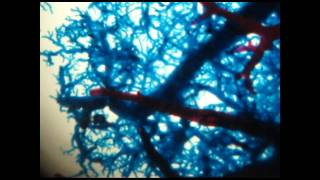 BLOOD VESSELS ARTERIOLES AND VENULES [upl. by Ehcor]