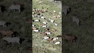 australia cattle mustering agriculture [upl. by Kcolttam308]