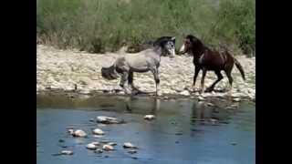 Salt River Wild HorsesStallion fights for mare amp foal [upl. by Claman584]