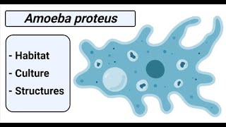 Amoeba proteus Habitat Culture and Structures [upl. by Aiynot]