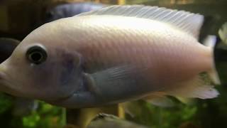 Snow White Socolofi Mbuna Cichlid from Lake Malawi [upl. by Oiramal881]