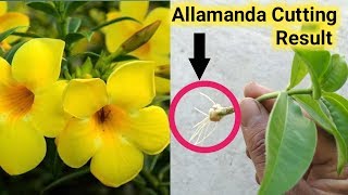 How to grow Allamanda plant from cutting [upl. by Pammi]