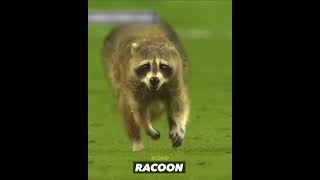 Funny Animals in Football [upl. by Aimac882]