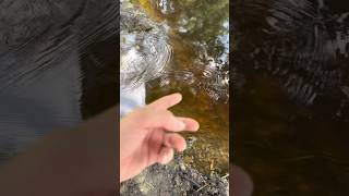 The beaver 🦫 is back at it again subscribe outdoors beaverdam pond [upl. by Ecnarretal374]