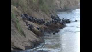 Croc Attacks Wildebeest  Mara River CrossingGreat Migration [upl. by Irrem]