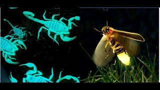 10 Stunning Glow in the Dark Animals  Bioluminescent animals that glow in the dark  Facts [upl. by Lombardi]