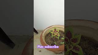 How To Grow Coleus Plant From Cutting  Coleus Propagation shortsyoutubeshorts viralvideo [upl. by Imled]