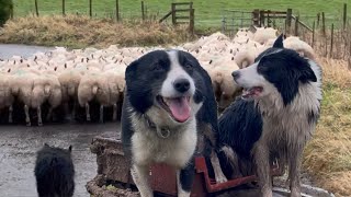 Two brilliant border collies herding sheep [upl. by Konrad]