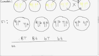 Leaving Cert Genetics Dihybrid Cross [upl. by Cami]