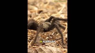 Fakta Menarik Hewan Tarantula tarantula labalaba wild wildlife [upl. by Anthea]