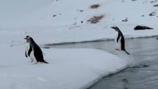 Hurtigruten Fridtjof Nansen Antarctica Expeditions November 12232023 [upl. by Megargee]