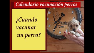 ¿Cuando vacunar un perro [upl. by Atinihs]