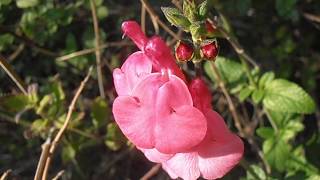 Salvia rosa Salvia microphylla wwwriomoroscom [upl. by Chute]