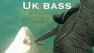 Spearfishing uk bass [upl. by Townsend]