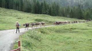 AlmAbtrieb bei Hinterstein [upl. by Atsirc336]