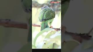 Coppersmith barbet bird Call तांबट पक्षी [upl. by Honeywell]