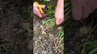 quotMastering Groundnut Cutting Best Techniques for Efficiency and Qualityquot 36 NutFarmingTechniques [upl. by Nahseez347]