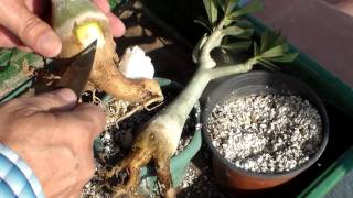 PASTE TWO CAUDEX Adenium Obesum [upl. by Ailama]