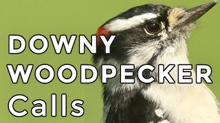 DOWNY WOODPECKER CALLS Learn how to ID their 3 most common sounds 2024 [upl. by Handal263]