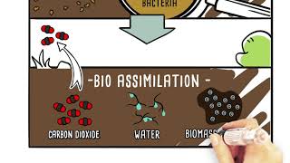 Biodegradation the core of the carbon cycle [upl. by Laeno936]