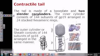 T4 phage structure [upl. by Zusman18]