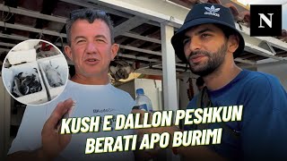 Kush e dallon peshkun e rezervatit prej të egrit Berati dhe Burimi sfidojnë njëritjetrin [upl. by Eemak300]