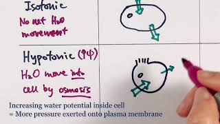 AS Biology  Osmosis OCR A Chapter 55 [upl. by Holna]