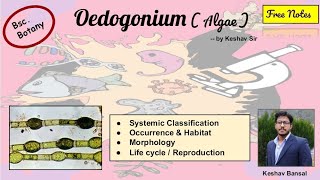 Oedogonium  Occurrence  Morphology and Life cycle  Bsc  Free PDF notes  by Viologia EXtrema [upl. by Elyrrad]