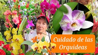 CUIDADOS BASICOS DE LAS ORQUIDEAS  como Mantener Lindas Las Orquideas En Casa ABONO Y FUNGICIDA [upl. by Hulda163]