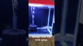 Flowerhorn Fish tank with Sponge Filter  fish viralvideo shorts flowerhorn [upl. by Ariamat]