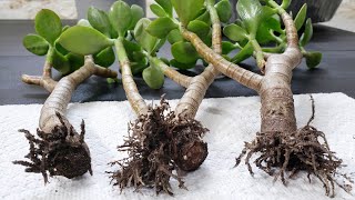 Jade Plant Propagation from Cutting  Crassula Ovata Propagation  Super Bonsai [upl. by Corvin]