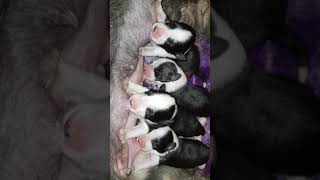 Bearded Collie puppies  5 days old [upl. by Romy]