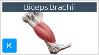 Biceps Brachii Muscle  Origins amp Actions  Human Anatomy  Kenhub [upl. by Eelsnia]