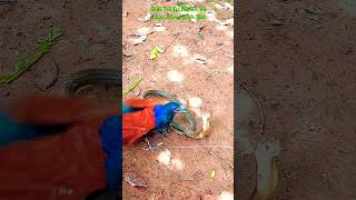 nature рысь cuộc c hiến bìm bịp và rắn hổ mang 2028birds cobra viralvideo shorts funny like [upl. by Johanan956]