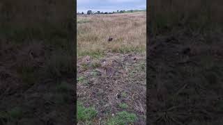 miniature dachshund hunting [upl. by Drofkcor]