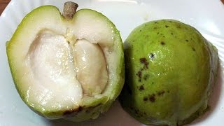 What is a White Sapote What does it Taste Like [upl. by Eseilana]