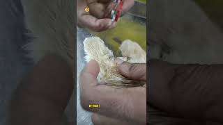 How to trim cat Nails clipping amp paws trimming petgroomingbynaveed catgrooming pets [upl. by Nelan]