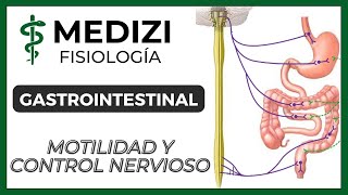 Clase 43 Fisiología Gastrointestinal  Motilidad y Control Nervioso IGdoctorpaiva [upl. by Rika]