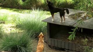 Dingoes howling [upl. by Weinberg]