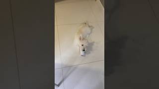 Cute Westie puppy playing with toilet roll Who needs expensive toys 😂 throwback ウェスティ [upl. by Cesaro]