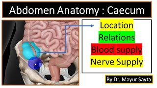 Caecum Anatomy  Location of Caecum  Blood supply and Nerve Supply of Caecum  3D Visualization [upl. by Scot]